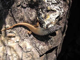 Trachylepis aureopunctata