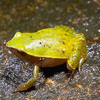 Plethodontohyla notosticta