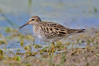 Bécasseau à poitrine cendrée (Calidris melanotos)