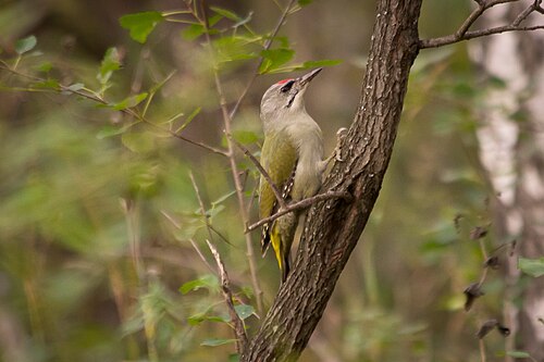 Pic cendré (Picus canus)
