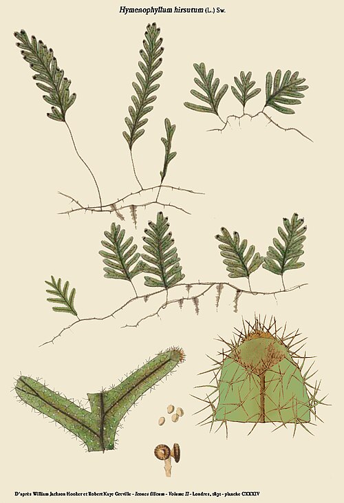 Hymenophyllum hirsutum