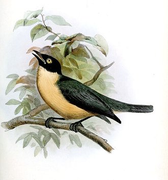 Tylas à tête noire (Tylas eduardi)