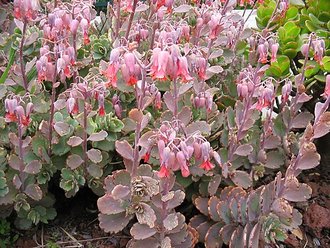 Kalanchoe fedtschenkoi