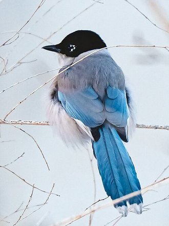 Pie-bleue à calotte noire (Cyanopica cyanus)