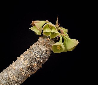 Euphorbia millotii
