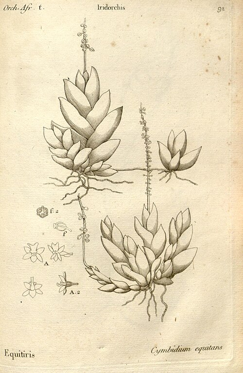 Oberonia disticha