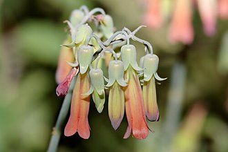 Kalanchoe rosei