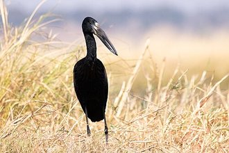 Bec-ouvert africain (Anastomus lamelligerus)