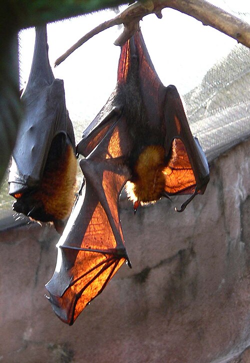 Roussette de Malaisie (Pteropus vampyrus)