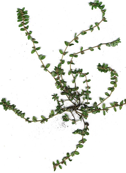 Euphorbia thymifolia