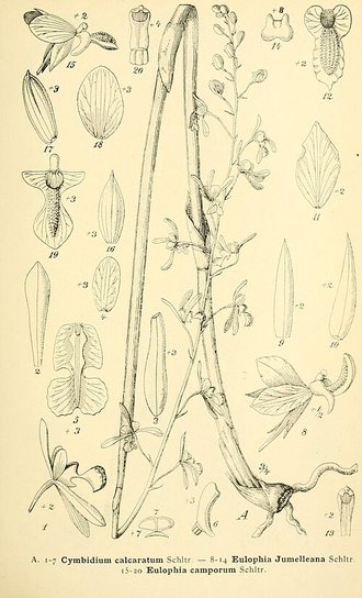 Eulophia livingstoneana