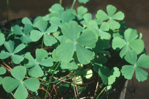 Petite marsilée (Marsilea minuta)