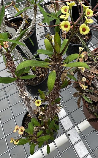 Euphorbia tardieuana