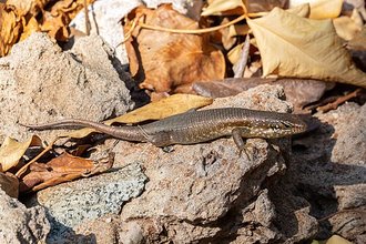 Trachylepis comorensis