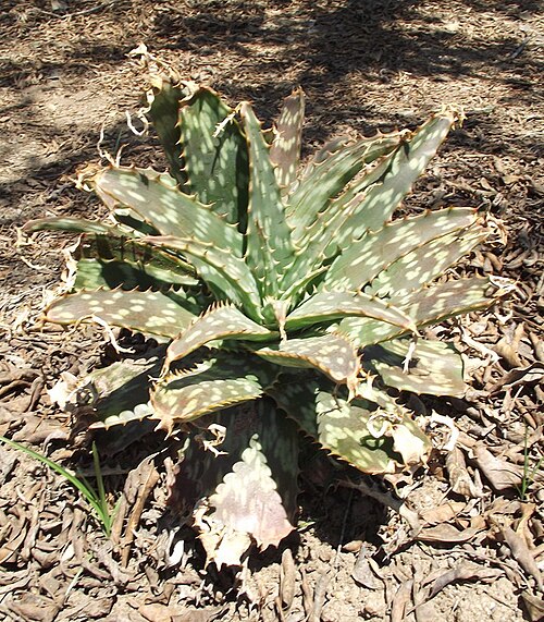 Aloe transvaalensis
