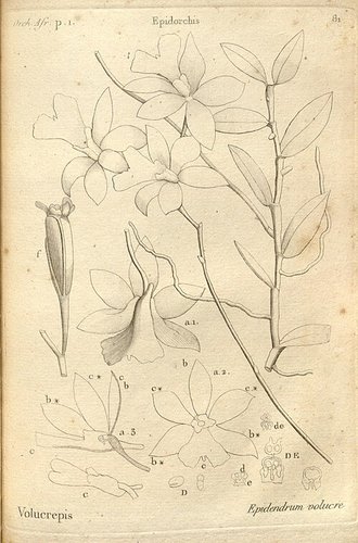 Oeonia volucris