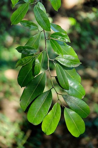 Trilepisium madagascariense