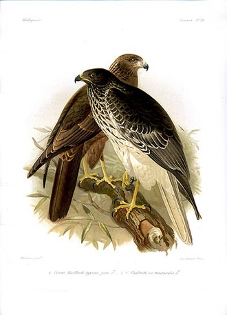 Busard de Madagascar (Circus macrosceles)