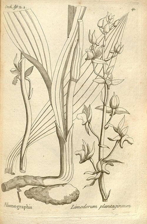 Eulophia plantaginea