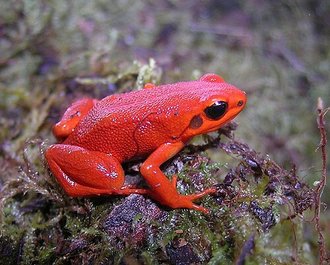 Mantella milotympanum