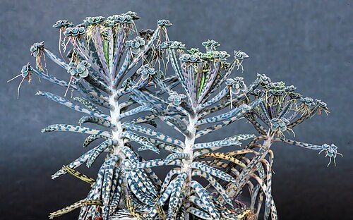 Kalanchoe delagoensis