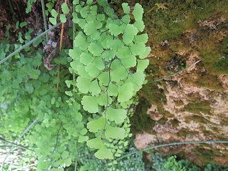 Capillaire de Montpellier (Adiantum capillus-veneris)