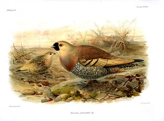 Ganga masqué (Pterocles personatus)