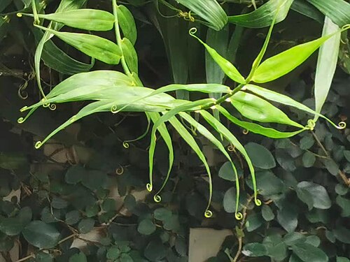 Flagellaria indica