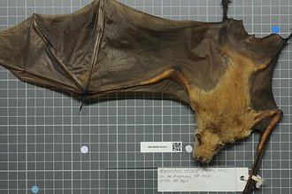 Macronycteris vittatus