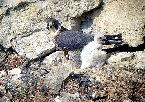Faucon pèlerin (Falco peregrinus)
