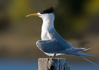Sterne huppée (Thalasseus bergii)