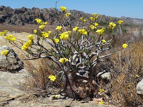 Pachypodium rosulatum