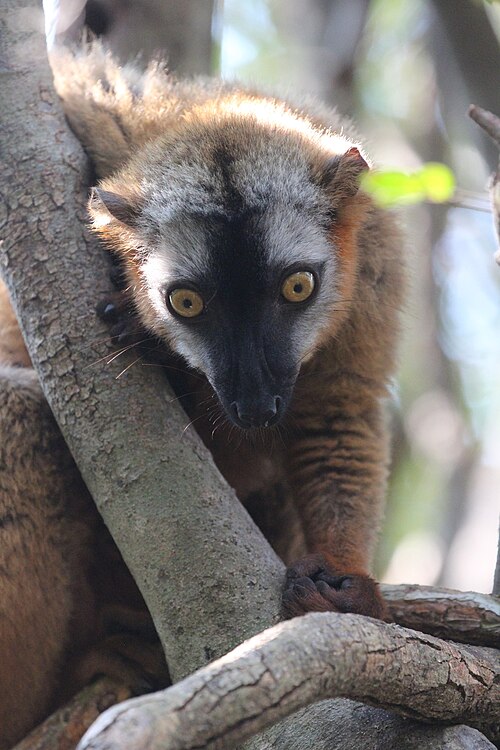 Eulemur rufus