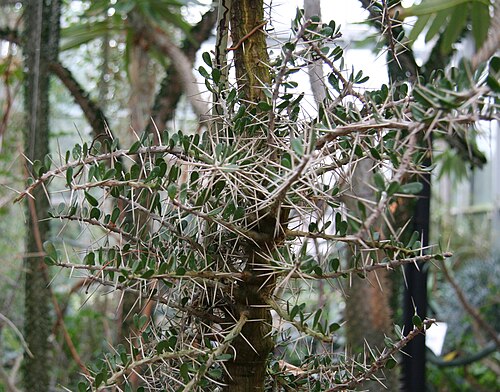 Alluaudia comosa