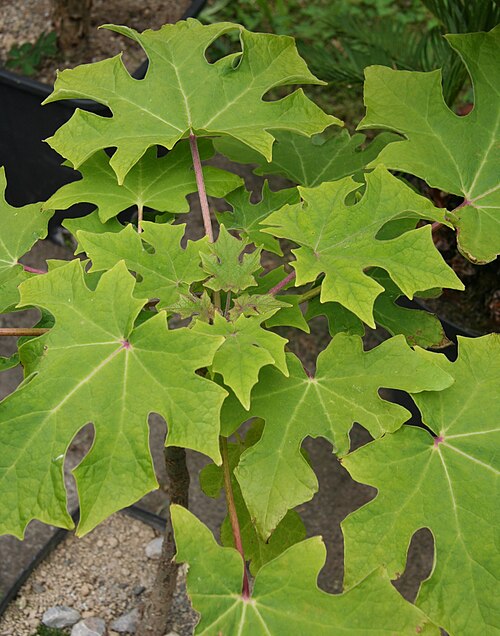Uncarina leandrii