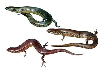 Madascincus melanopleura