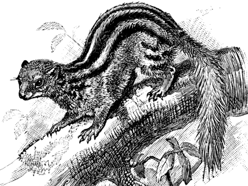 Galidictis fasciata
