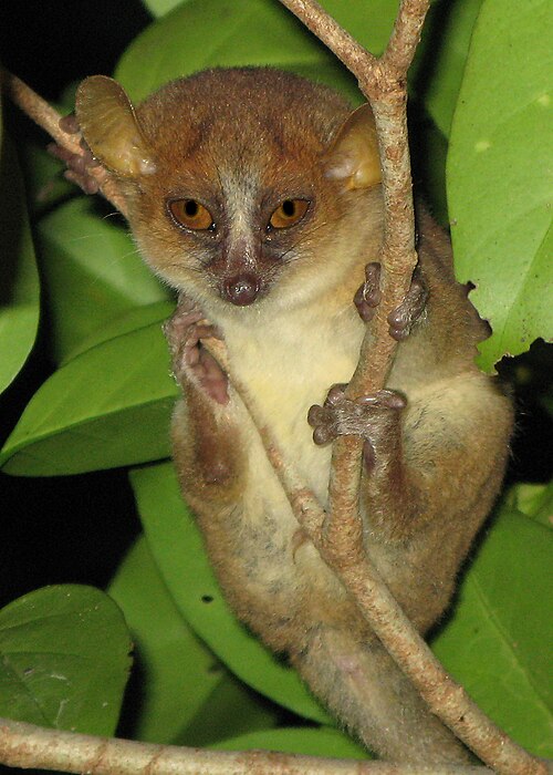Microcèbe d'Ambarijeby (Microcebus danfossi)