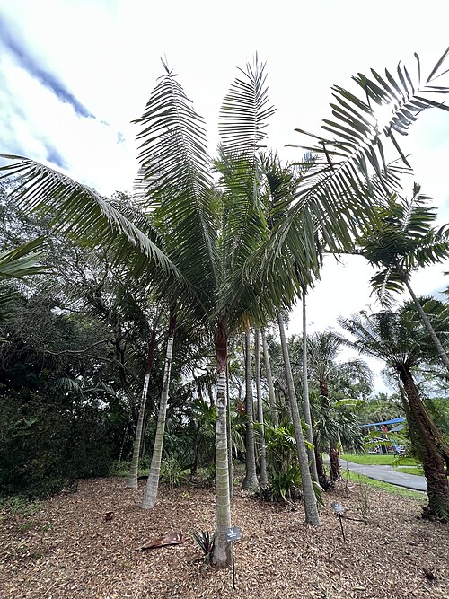 Dypsis lastelliana