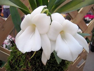 Angraecum magdalenae