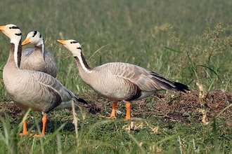 Oie tigrée (Anser indicus)