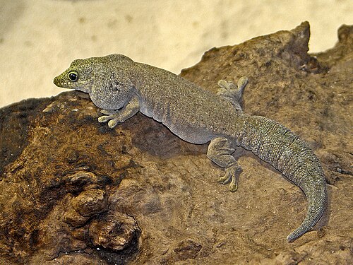 Gecko diurne de Standing (Phelsuma standingi)