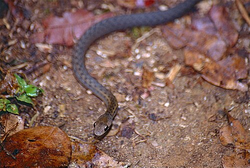 Thamnosophis infrasignatus