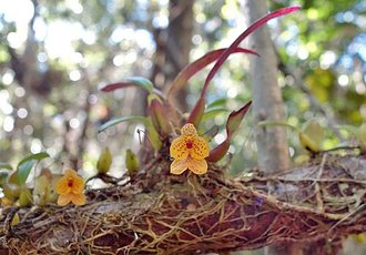 Bulbophyllum analamazoatrae