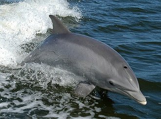 Grand dauphin (Tursiops truncatus)