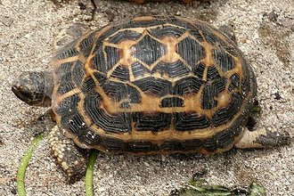 Pyxide arachnoide (Pyxis arachnoides)