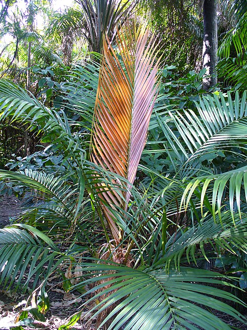 Dypsis crinita