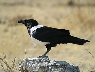 Corbeau pie (Corvus albus)