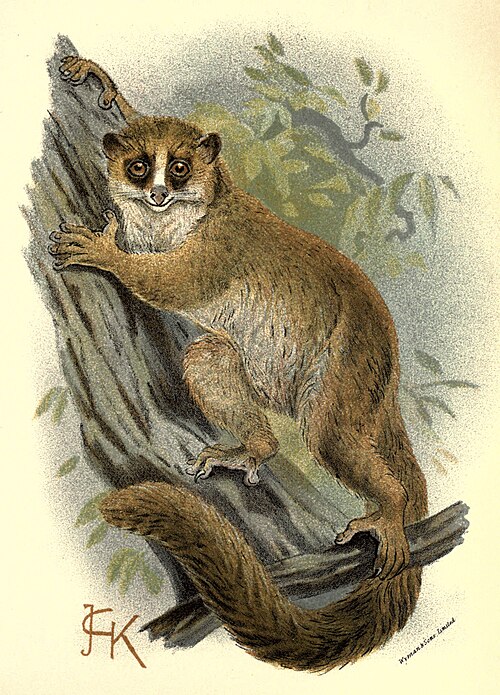 Chirogale de Crossley (Cheirogaleus crossleyi)