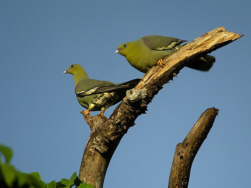 Colombar maïtsou (Treron australis)